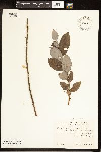 Salix myricoides image
