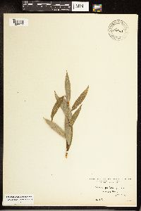 Salix petiolaris image
