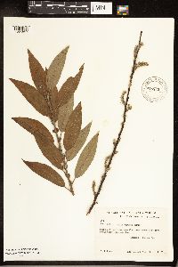 Salix sericea image
