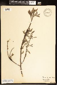 Salix sericea image
