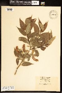 Salix petiolaris image