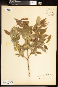 Salix serissima image