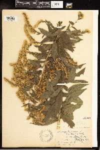 Solidago altissima subsp. altissima image