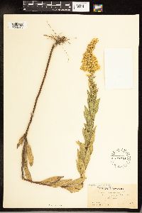 Solidago altissima subsp. altissima image