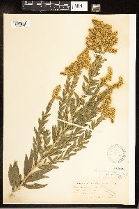 Solidago altissima subsp. altissima image