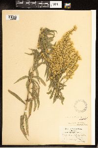 Solidago altissima subsp. altissima image