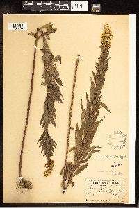 Solidago altissima subsp. altissima image