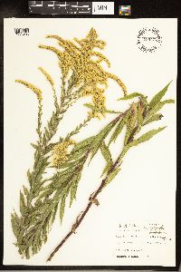 Solidago altissima subsp. altissima image