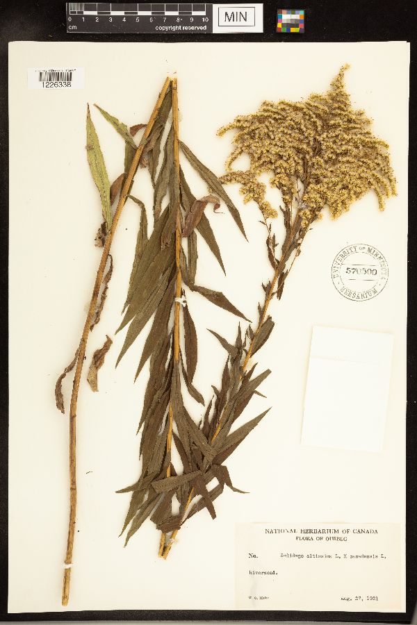 Solidago altissima x canadensis image