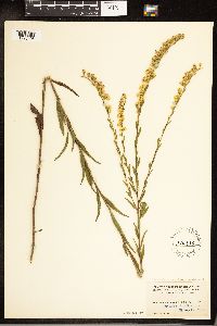Solidago arguta var. caroliniana image