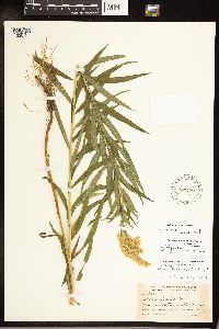Solidago lepida image