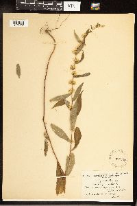 Solidago caesia image