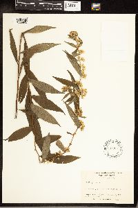 Solidago caesia image