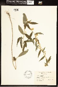 Solidago caesia image