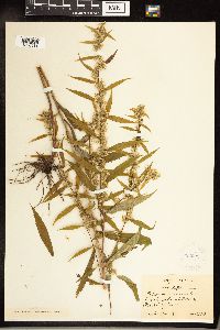 Solidago caesia image