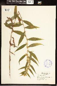 Solidago caesia image