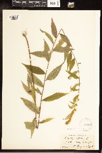 Solidago caesia image
