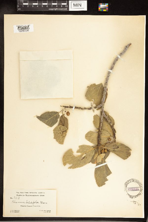 Frangula betulifolia image