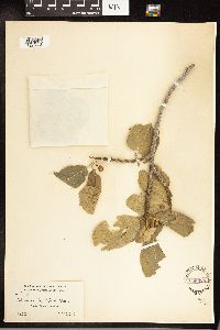 Media resource of Frangula betulifolia