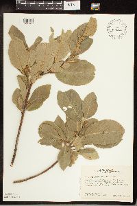 Frangula betulifolia image