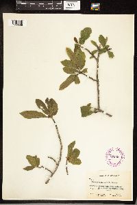 Frangula betulifolia image