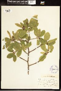 Frangula betulifolia image