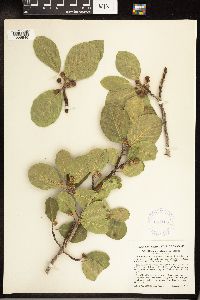 Frangula betulifolia image