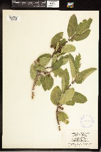 Frangula betulifolia image