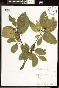 Frangula betulifolia image