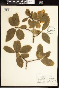 Frangula betulifolia image