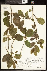 Frangula betulifolia image