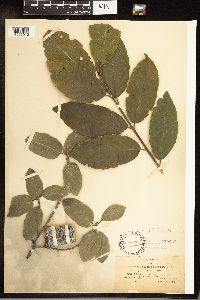 Frangula betulifolia image