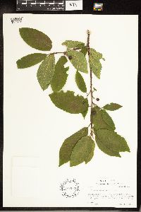 Frangula betulifolia image