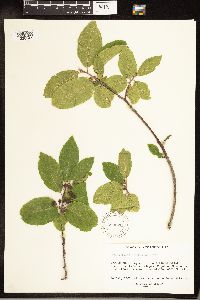 Frangula betulifolia image