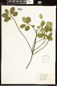 Frangula betulifolia image