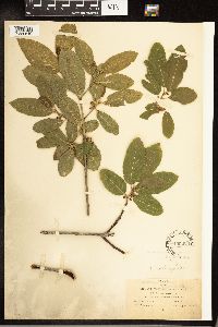 Frangula betulifolia image