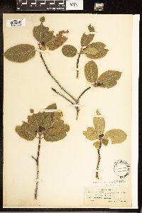 Frangula betulifolia image