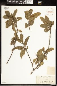 Frangula californica image