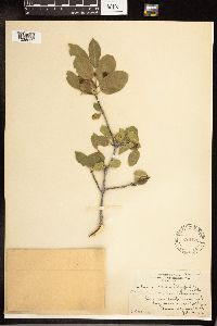 Frangula californica image