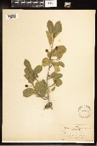Frangula californica image