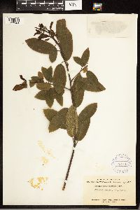Frangula californica image