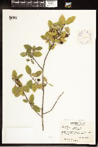 Frangula californica image