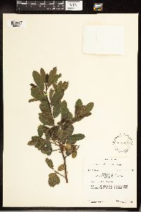 Frangula californica image