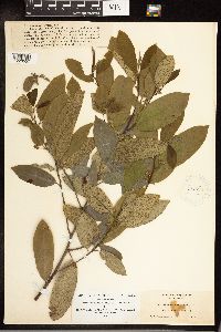 Frangula californica image
