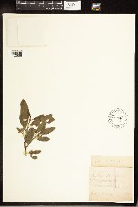 Frangula californica image