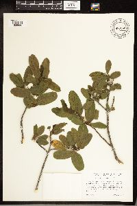 Frangula californica image