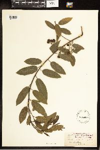 Frangula californica image