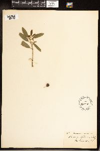 Frangula californica image