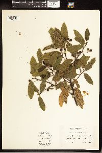 Frangula californica image