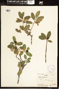 Frangula californica image